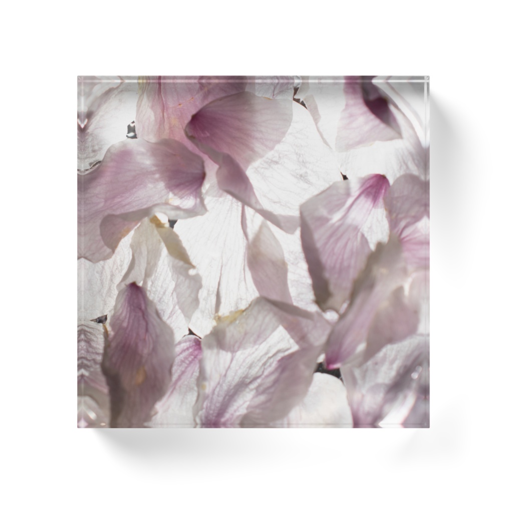 花筏-sakura-no-hikari