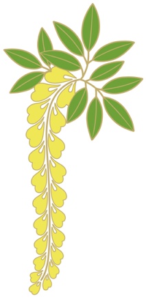 藤イラスト素材