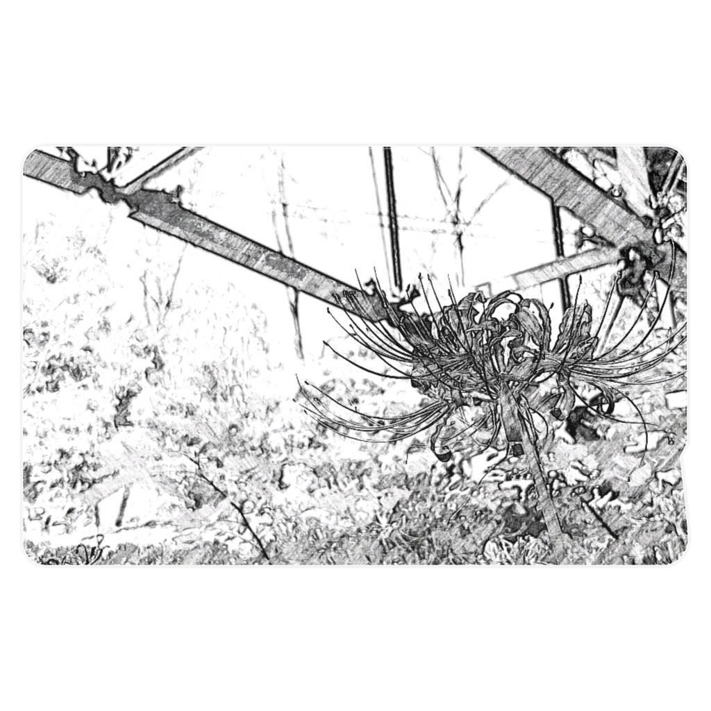 曼珠沙華(モノクロ)