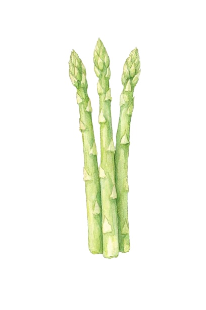 水彩アンティーク野菜クリップアート10点セット