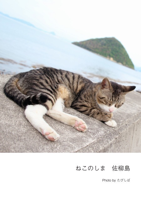 ねこのしま　佐柳島