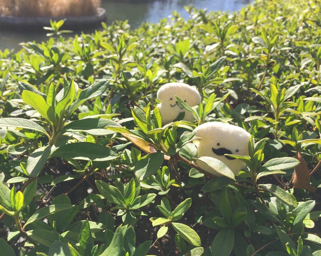 マメもふ【おてて前!】