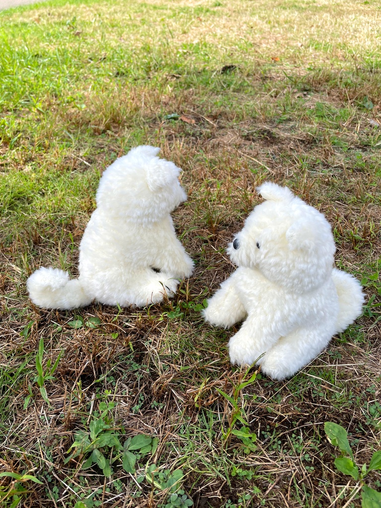 秋田犬わんこ 白毛