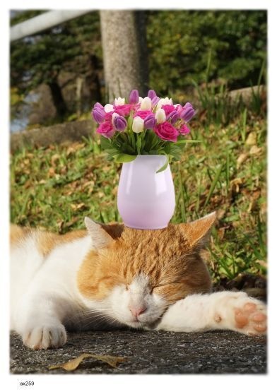 画像 259 のせ猫 現代美術 アート ポスター素材 乗せ猫 猫 ねこ ネコ CAT ニャンコ にゃんこ にゃん ニャン ドラネコ