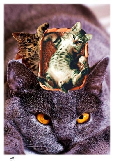 画像 281 子守はつらいよ 現代美術 アート ポスター素材 乗せ猫 猫 ねこ ネコ CAT ニャンコ にゃんこ にゃん ニャン ドラネコ 子猫 仔猫 子ネコ 子ねこ こねこ コネコ
