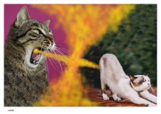 画像 286 ニャジラ対ニャンギラス 現代美術 アート ポスター素材 乗せ猫 猫 ねこ ネコ CAT ニャンコ にゃんこ にゃん ニャン ドラネコ