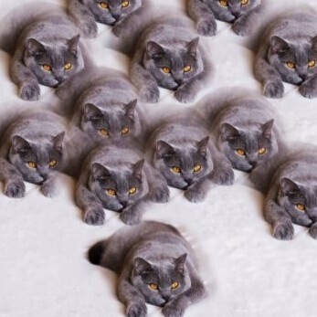 画像 291 にゃおんの恐怖 現代美術 アート ポスター素材 ニャオンの恐怖 猫 ねこ ネコ CAT ニャンコ にゃんこ にゃん ニャン ドラネコ