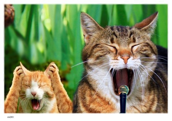 画像 293 凄い音痴 現代美術 アート ポスター素材 ニャオンの恐怖 猫 ねこ ネコ CAT ニャンコ にゃんこ にゃん ニャン ドラネコ