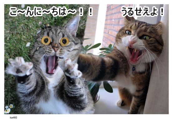 画像 460 錦鯉 現代美術 アート ポスター素材 漫才 お笑い こんにちわ うるさいよ 猫 ねこ ネコ CAT ニャンコ にゃんこ にゃん ニャン