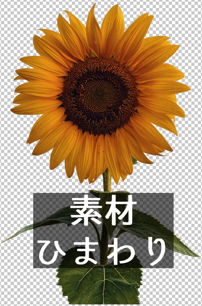 無料有 / 素材 - ひまわり