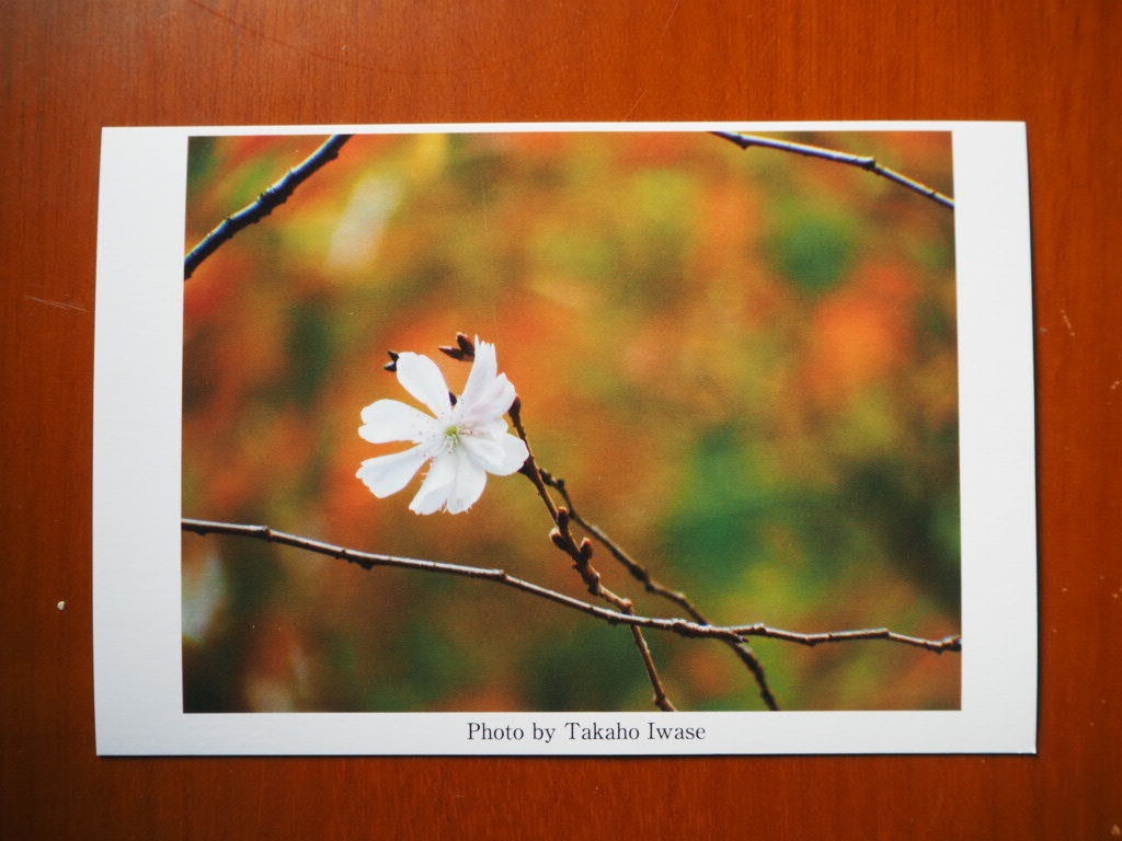 十一月の桜 ポストカード