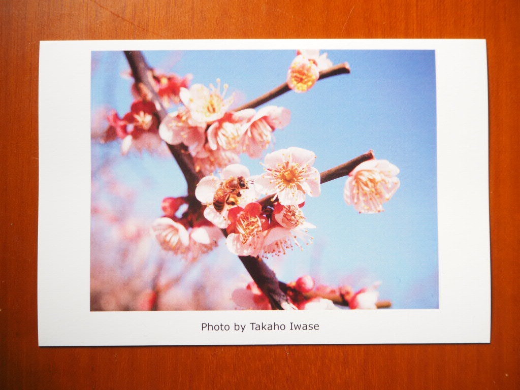 蜜蜂と梅 ポストカード Yatarakarasu Booth