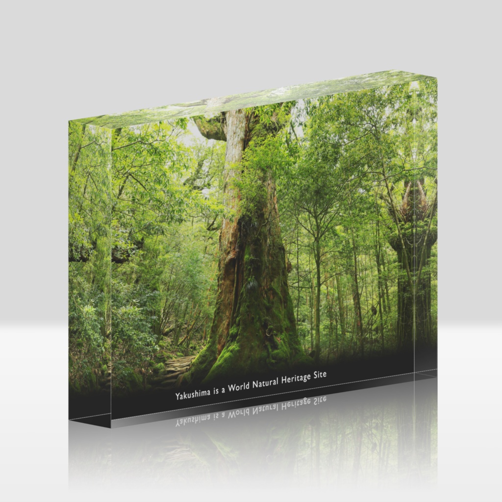 世界自然遺産 屋久杉