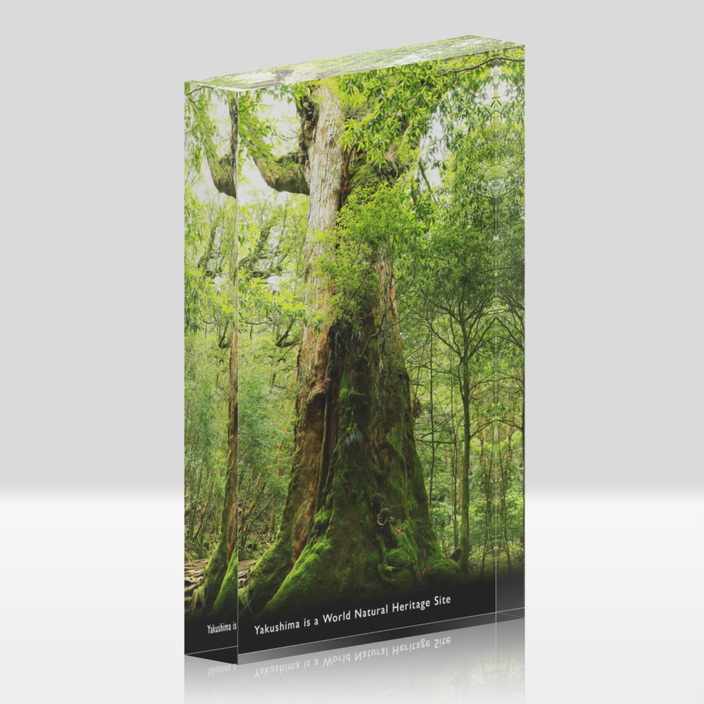 世界自然遺産 屋久杉