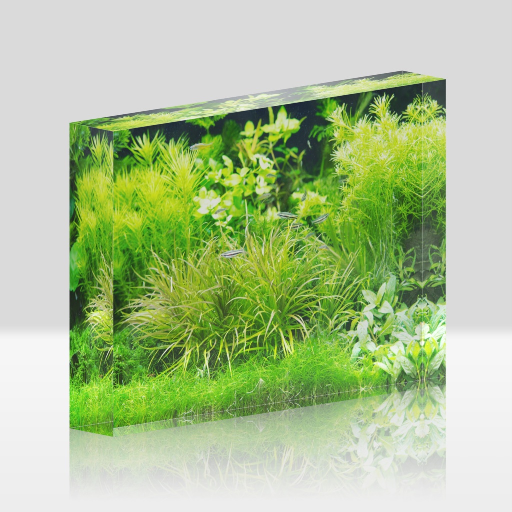 アクアリウム「魚たちと水草の森」