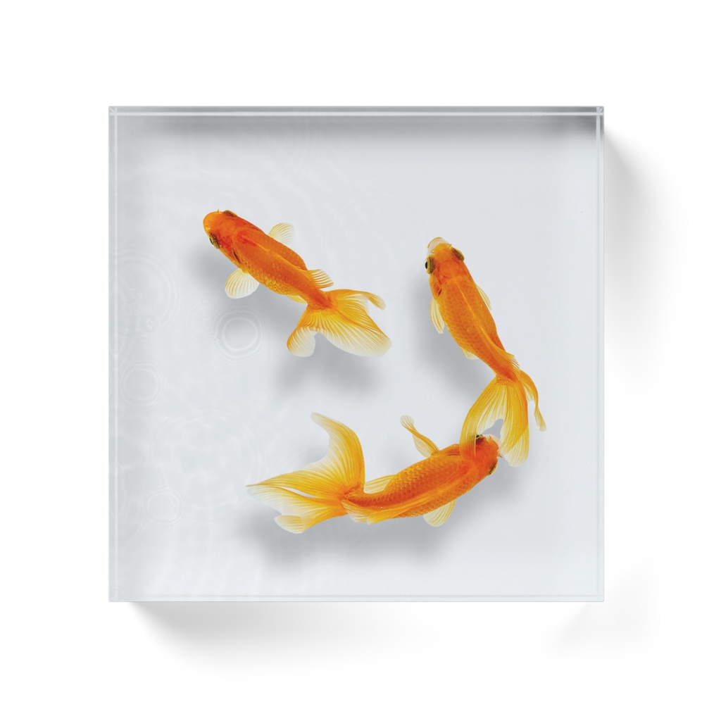 泳ぐ3匹の金魚