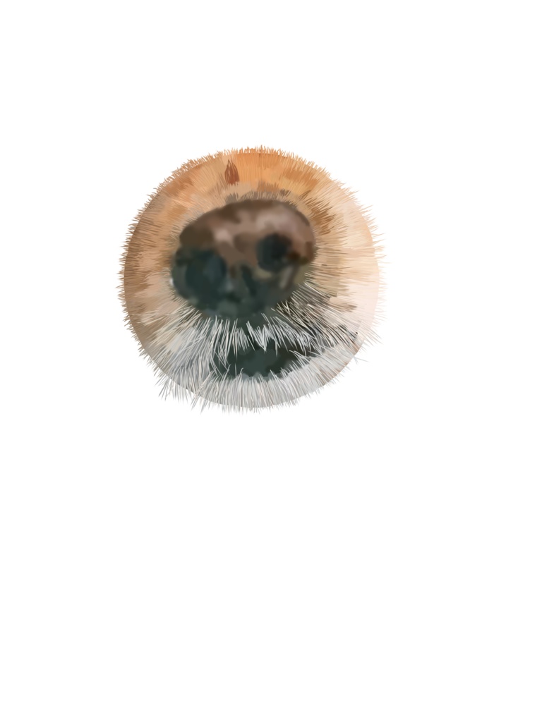 え、犬?連れ込んでませんよ?トートバッグ