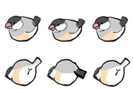 ピクリエ用アバター　文鳥