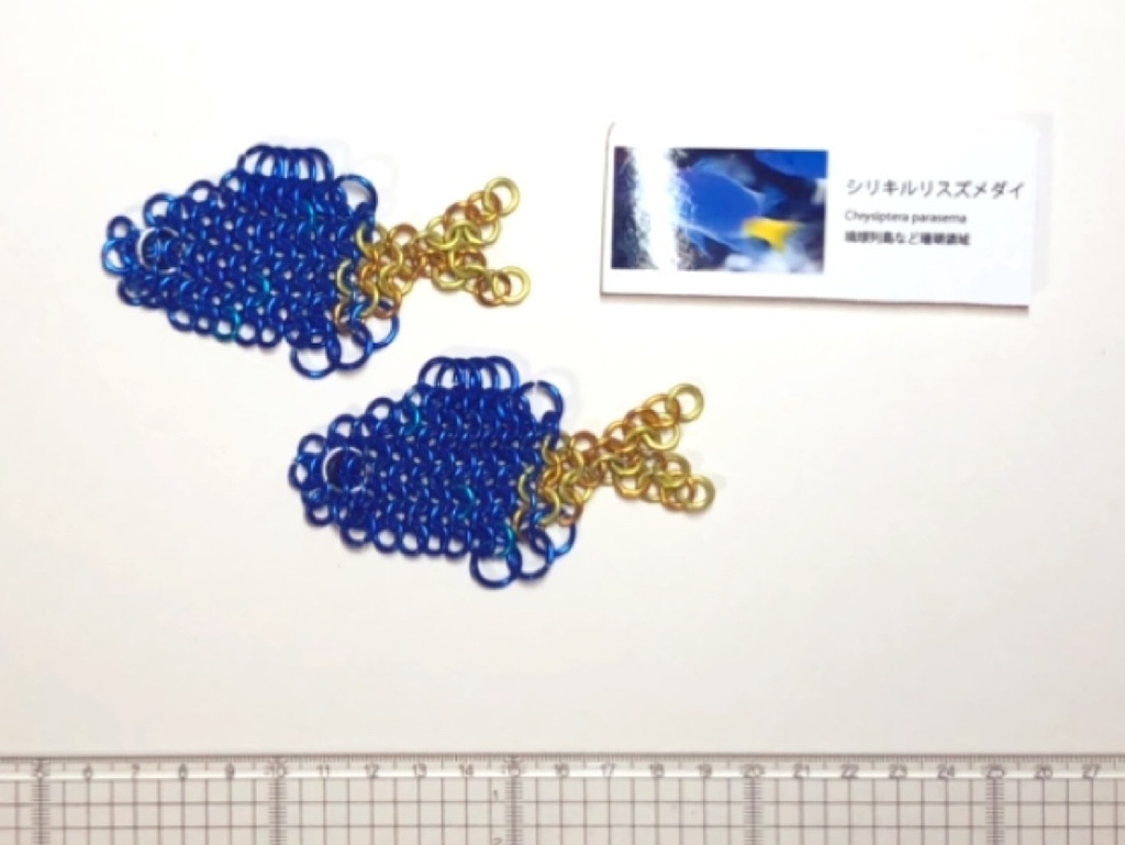 ルリスズメダイ