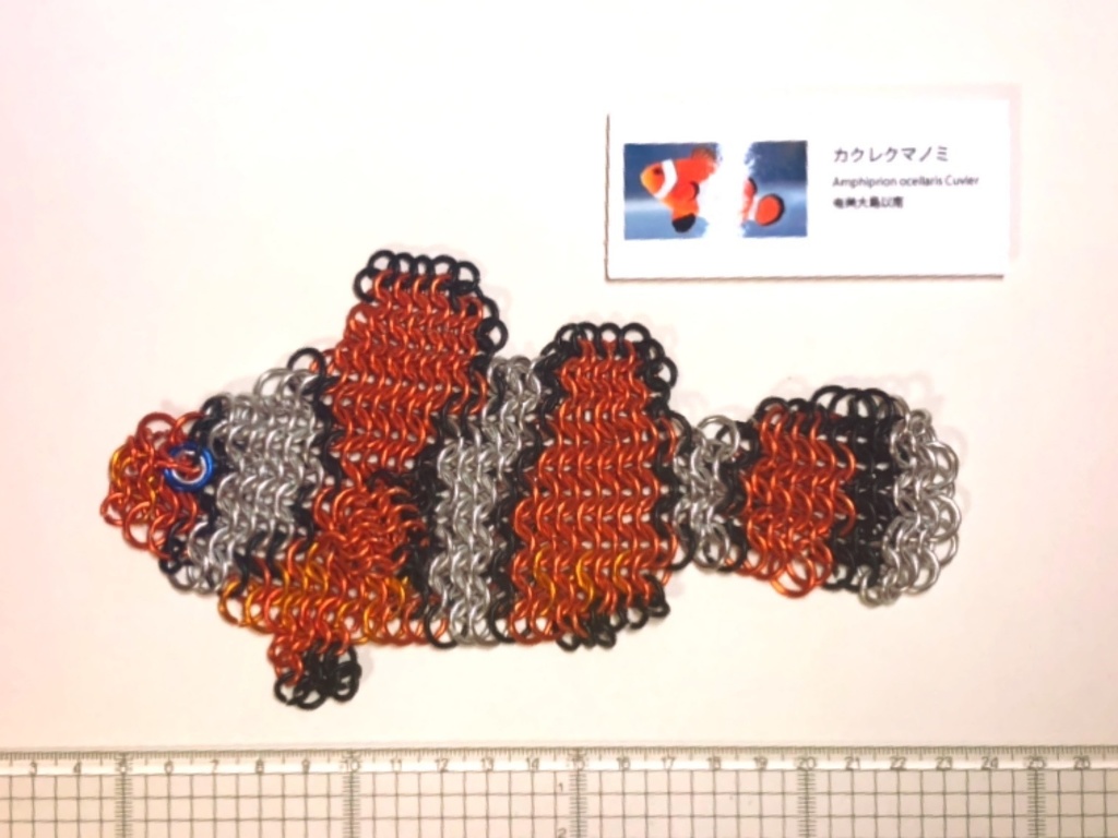 カクレクマノミ