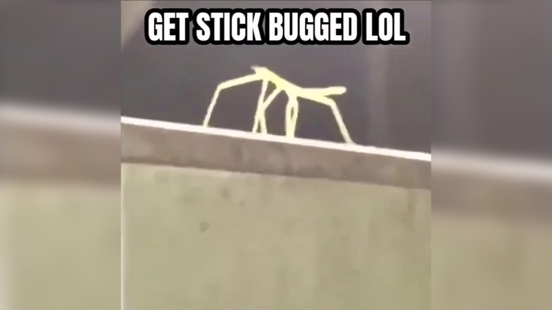 Stick Bug