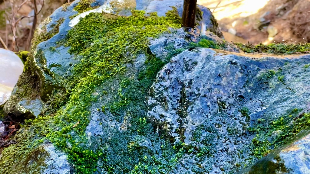【ループ素材】苔と水（1920*1080）