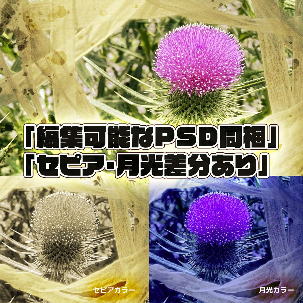 「境界線に咲くもの - アザミと包帯のコラージュ素材セット」完全版