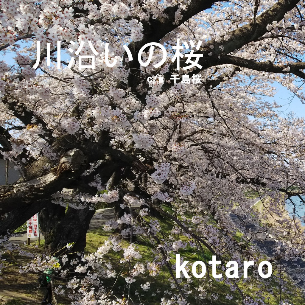 川沿いの桜