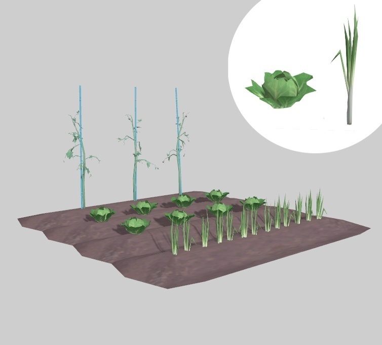 畑（キャベツ、ネギ、トマト）