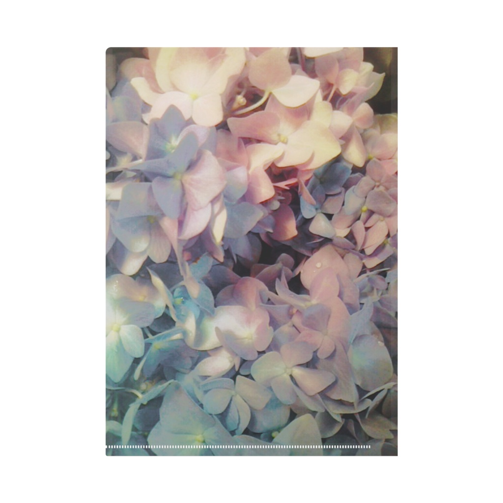 紫陽花クリアファイル