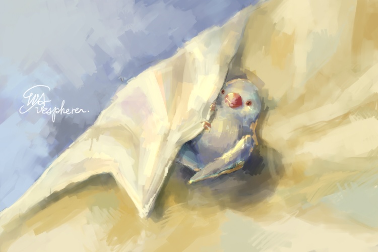 文鳥と捲れた布