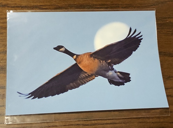 日本雁を保護する会「シジュウカラガン物語」~しあわせを運ぶ渡り鳥、日本の空にふたたび!(特典付き)(送料込み商品)