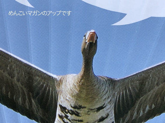 マガンが可愛いウチワ(送料込み商品)