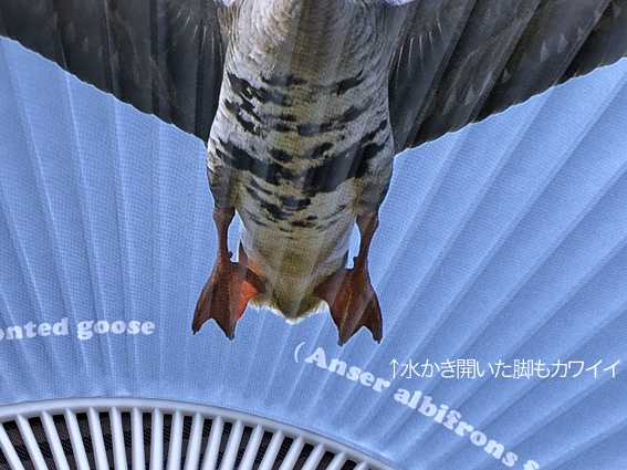 マガンが可愛いウチワ(送料込み商品)