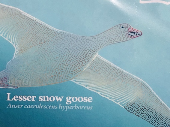 日本雁を保護する会A5クリアファイル2枚(寄付付き)