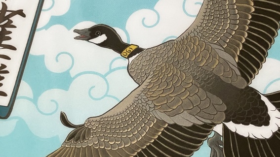 日本雁を保護する会A5クリアファイル2枚(寄付付き)