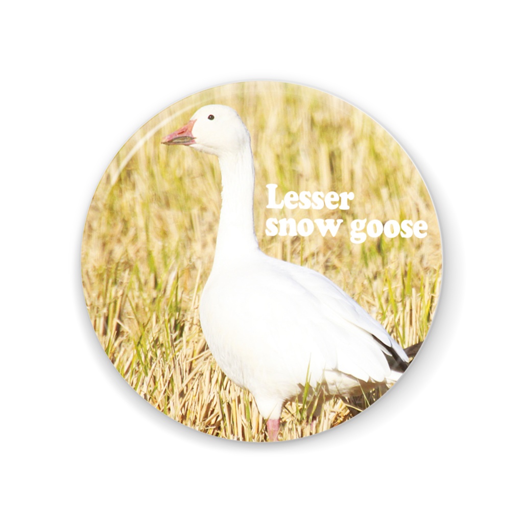 ハクガン缶ミラー