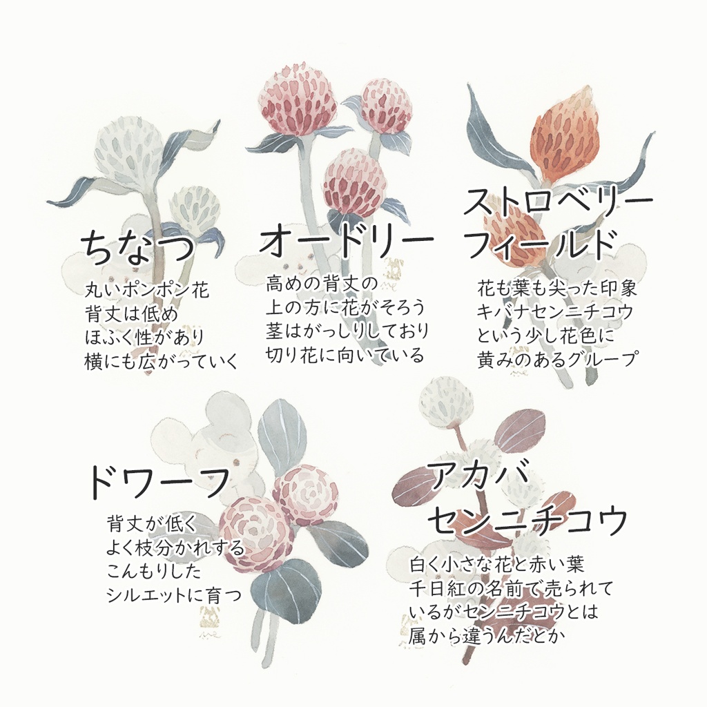 千日紅彩々【原画・全4種/ミニサイズ/額付】