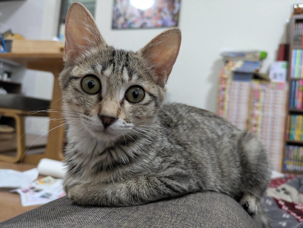 【FIP治療費支援】本革・肉球キーホルダー＆応援プラン