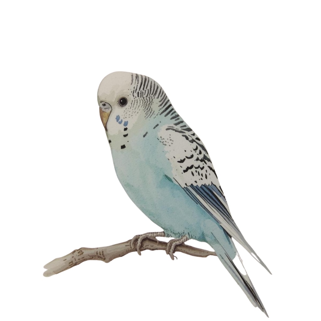 【30種】カラフルセキセイインコ素材集【PNG】