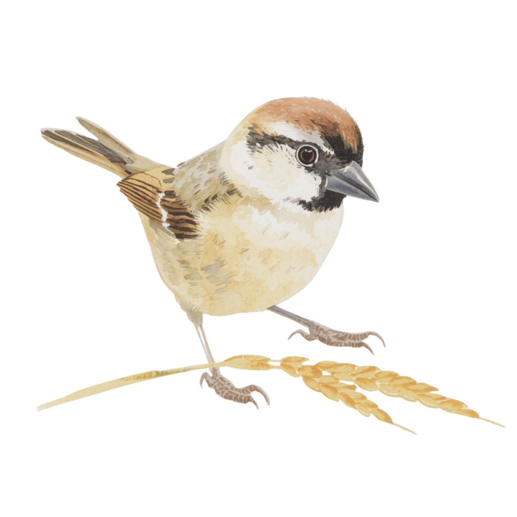 【水彩画スズメ】ふんわり可愛い!表情豊かな小鳥のクリップアート22種セット【PNG】