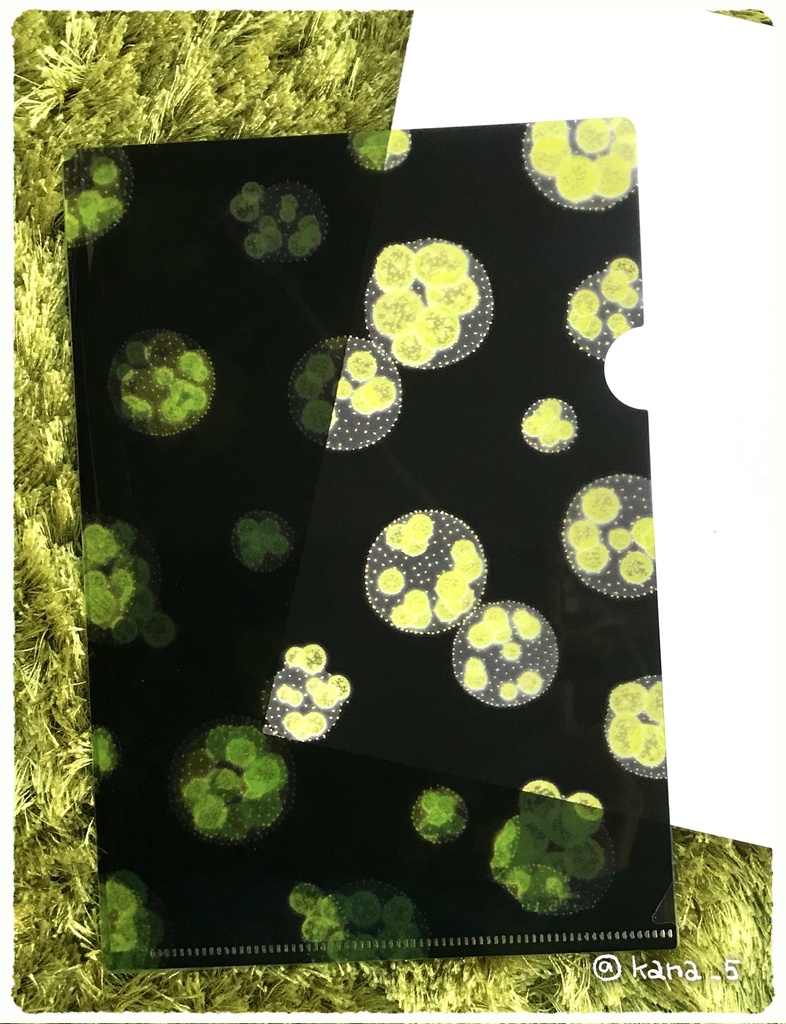 ボルボックスA5クリアファイル(2枚セット)