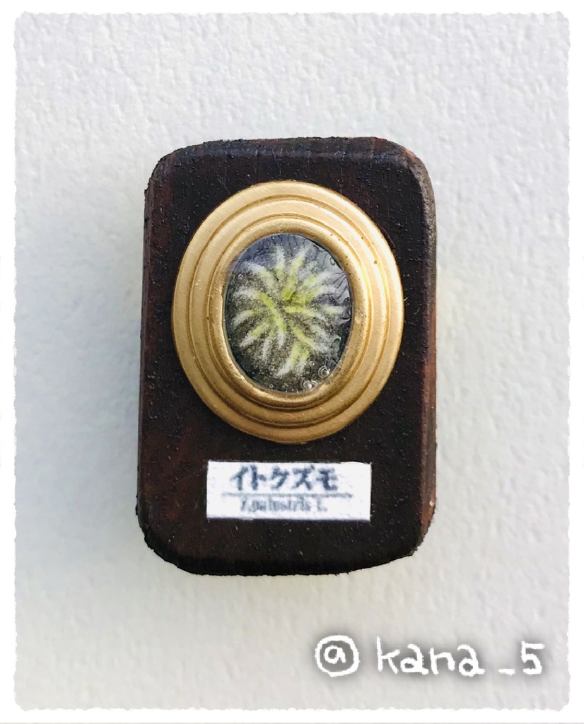 微生物標本ブローチ(イトクズモ)