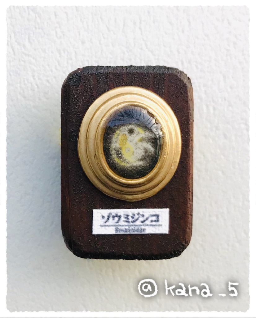 微生物標本ブローチ(ゾウミジンコ)