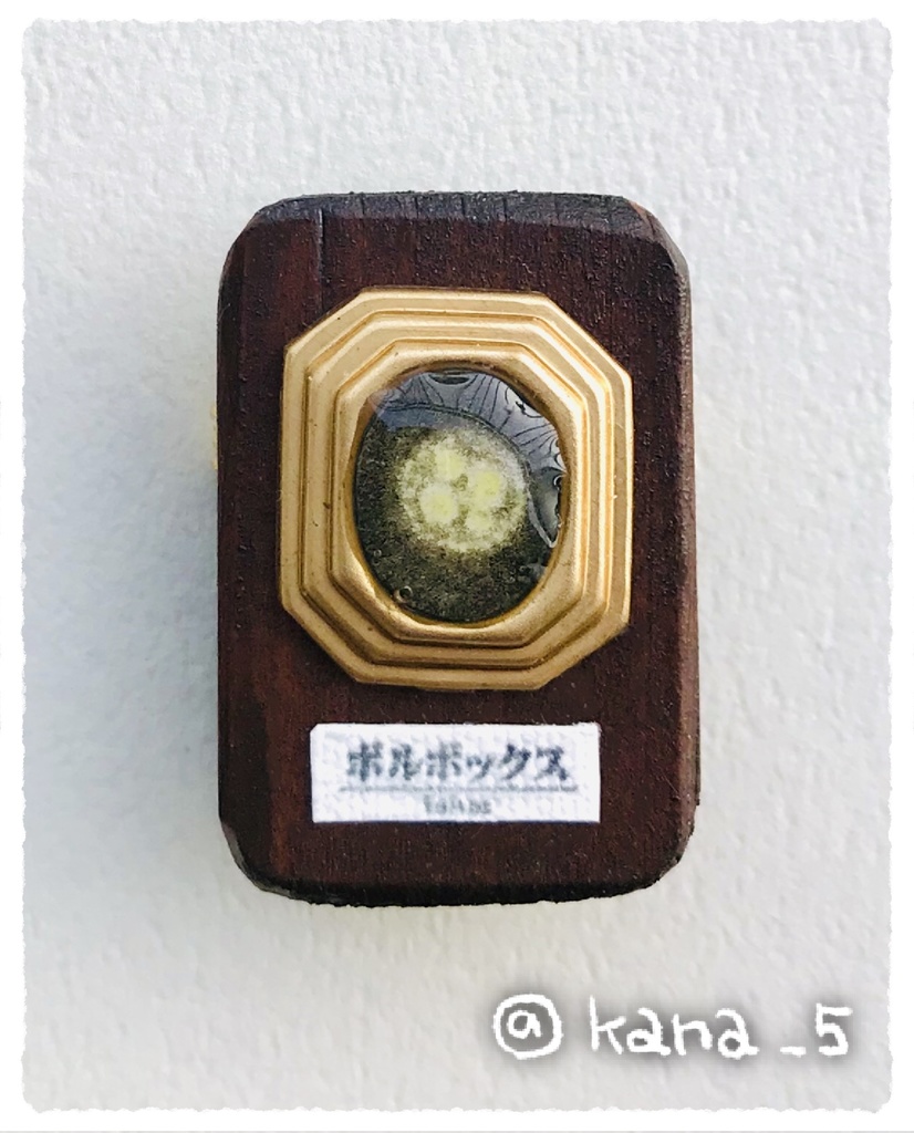 微生物標本ブローチ(ボルボックス)