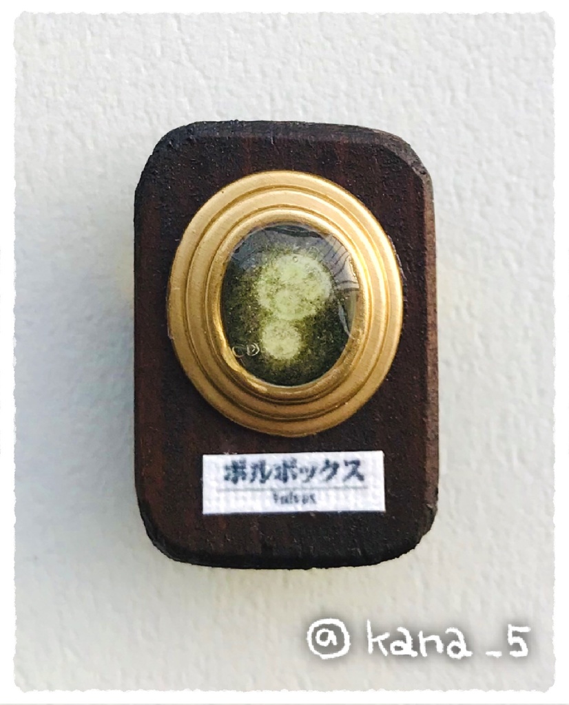 微生物標本ブローチ(ボルボックス2)