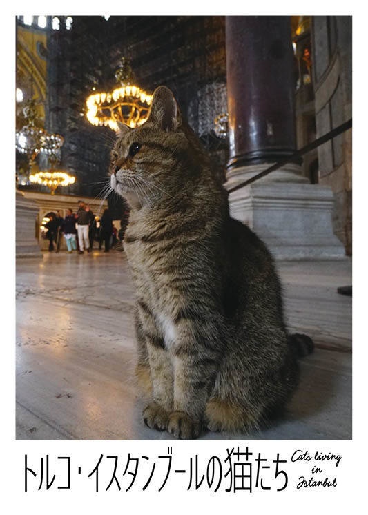 トルコ イスタンブールの猫達 Vps Booth