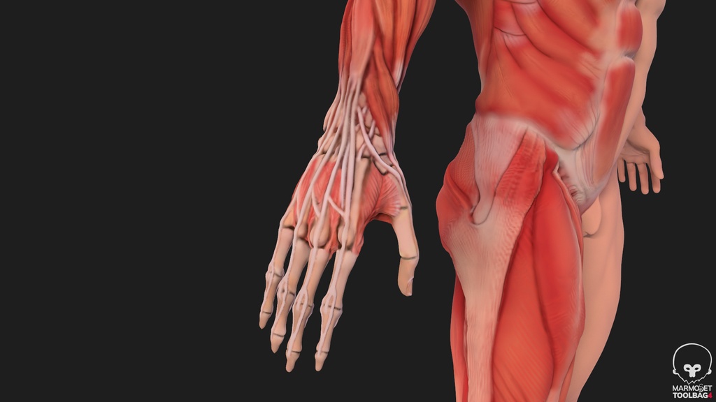 Human Body with complete Anatomy