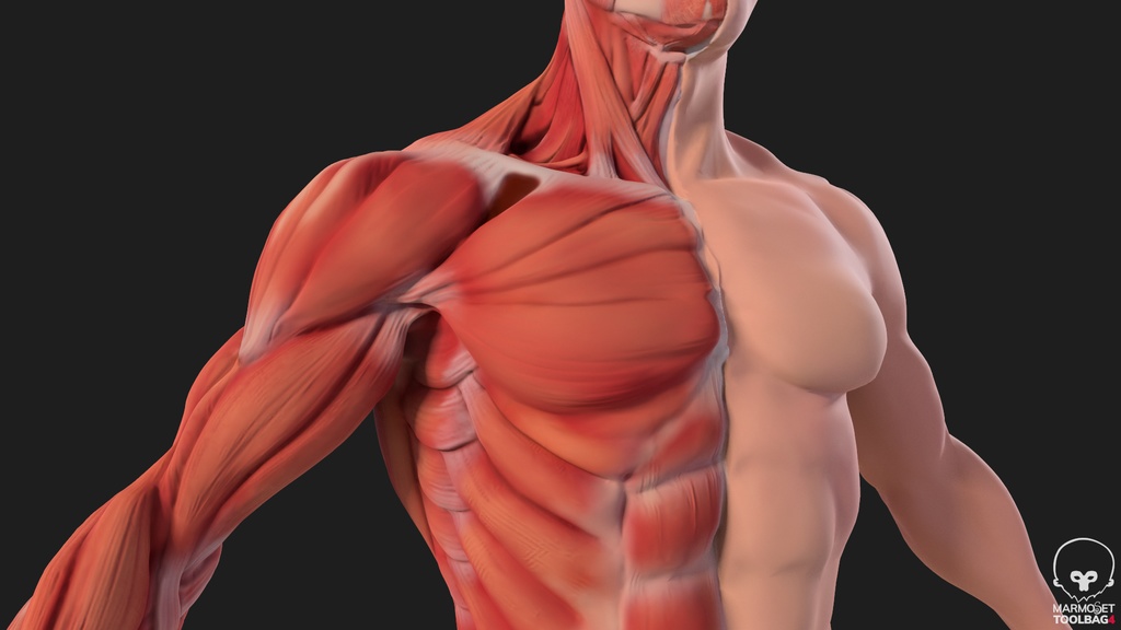 Human Body with complete Anatomy