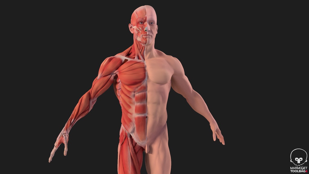 Human Body with complete Anatomy